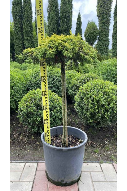 Ялівець звичайний Голдшатц - 10л/вис.65-75см/Ø40-50см/ШТАМБ 60см